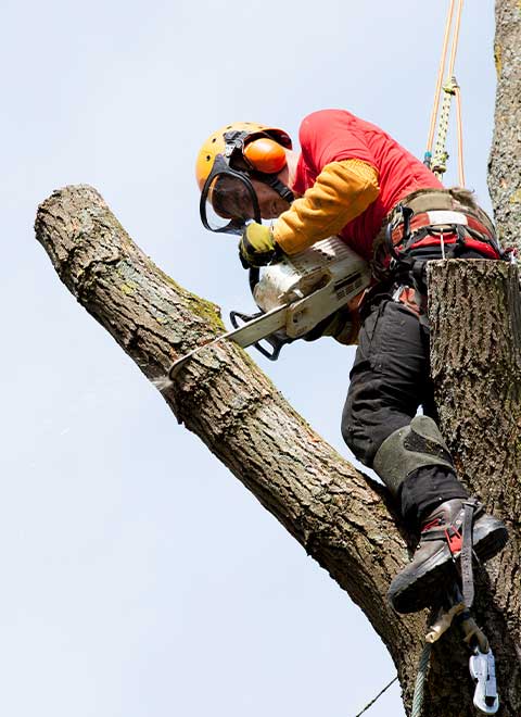 Tree removal by Super Green Landscaping in Bergen County, NJ - photo 1 of 4