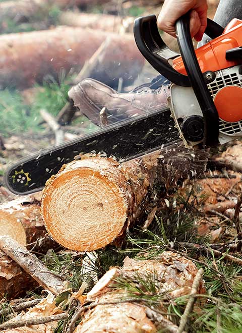 Tree Removal