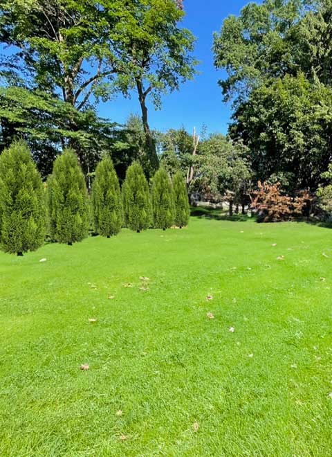lawn maintenance and planting Lawn Maintenance & Planting
