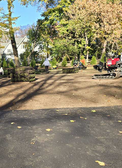 Tree Removal