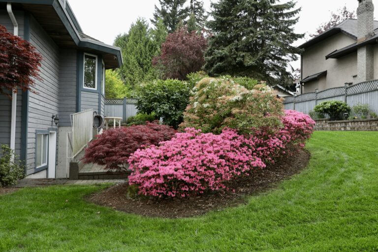 Pink azaleas and a mulched foundation bed running along the side of a suburban house