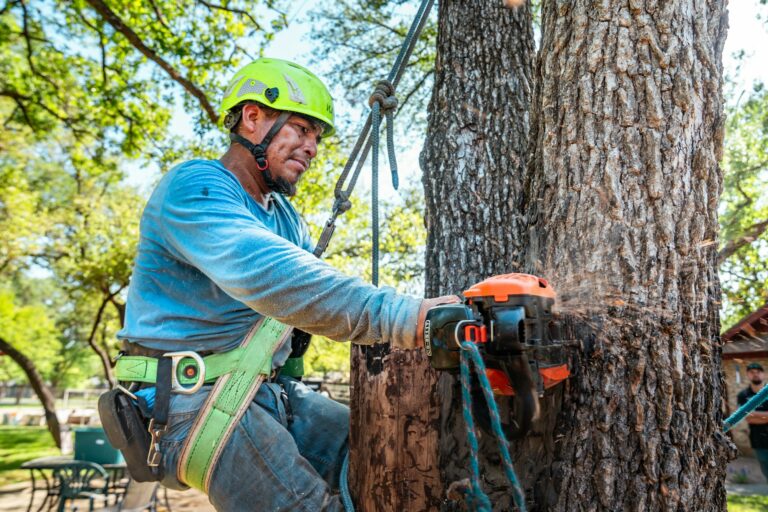 Harnessed tree climber in a helmet cutting a large trunk with a chainsaw