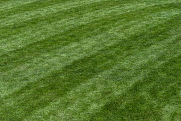 Thick green lawn freshly mown into clean stripes