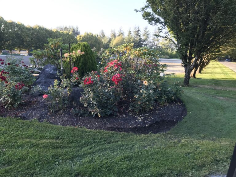 Island planting bed with fresh dark mulch, roses and perennials set into a green lawn