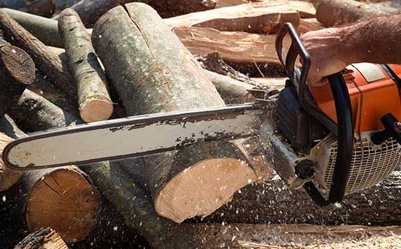 Tree Removal (2)